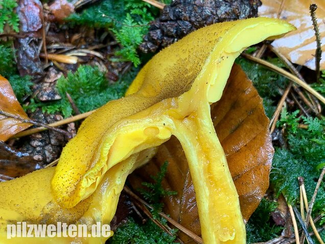 Goldgelber Holzritterling, Tricholomopsis decora