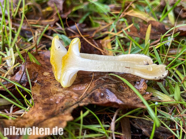Gelber Lärchenschneckling, Hygrophorus lucorum