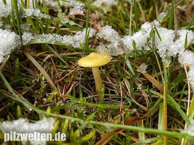 Gelber Lärchenschneckling, Hygrophorus lucorum