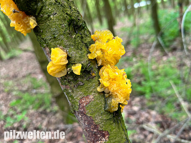 Goldgelber Zitterling, Yellow Brain Fungus, Tremella mesenterica