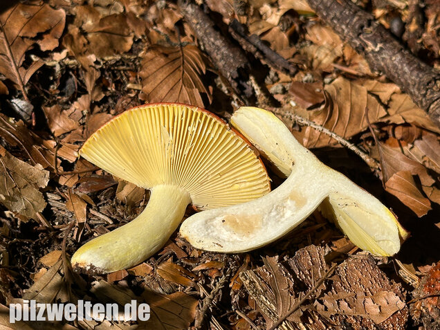 Goldtäubling, Russula aurea