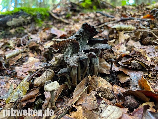 Grauer Pfifferling, Craterellus cinereus
