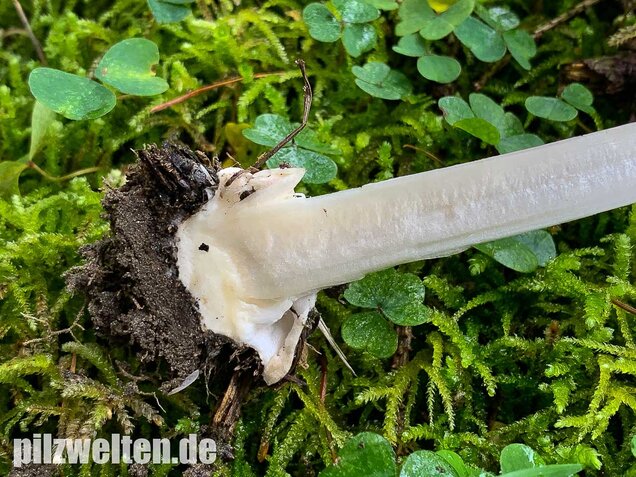 Großer Scheidling, Volvopluteus gloiocephalus