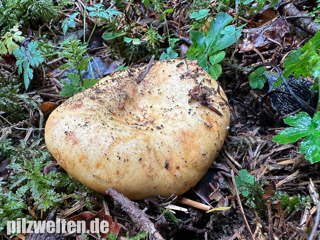 Grubiger Weißtannenmilchling, Lactarius intermedius