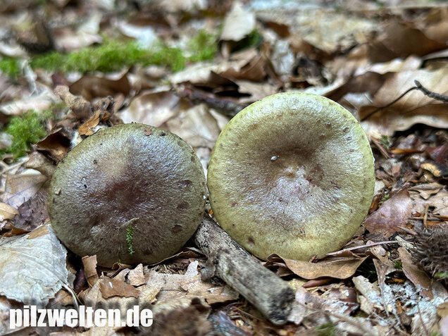 Graugrüner Milchling, Lactarius blennius