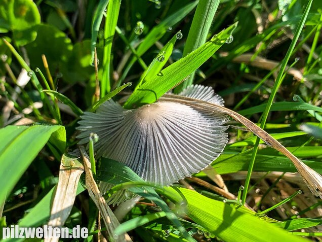 Hasenpfote, Coprinopsis lagopus