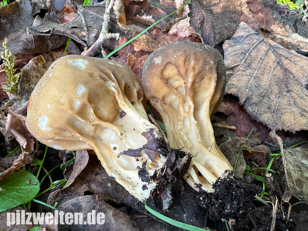Hochgerippte Becherlorchel, Hochgerippter Becherling, Helvella acetabulum