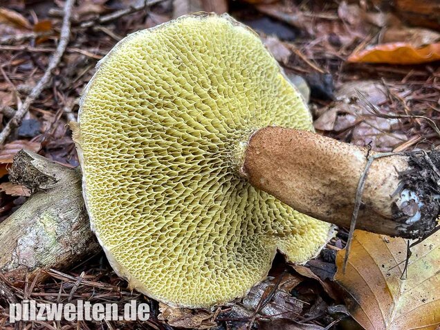 Hohlfußröhrling, Suillus cavipes