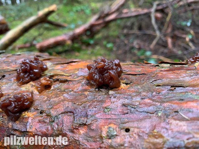 Kandisbrauner Drüsling, Exidia saccharina