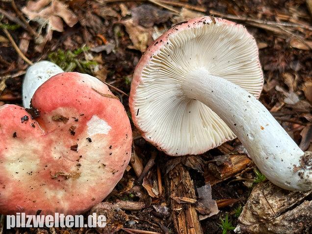 Kleiner Rosatäubling, Russula minutula
