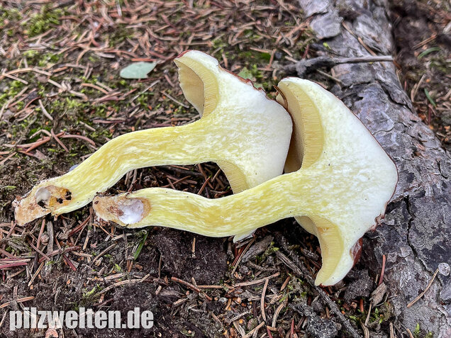Körnchenröhrling, Suillus granulatus