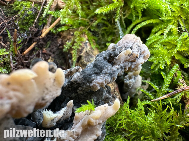 Korallenbefall, Korallenschimmel, Helminthosphaeria clavariarum