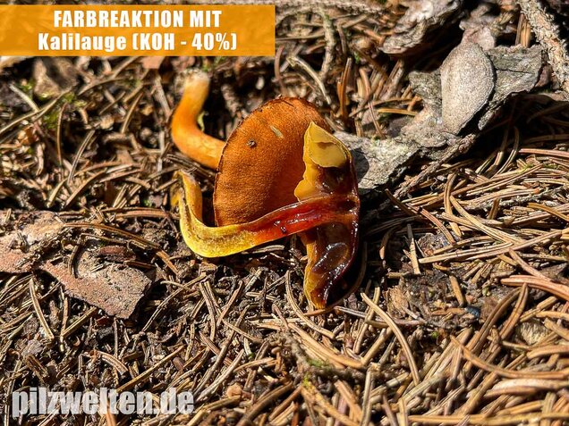 Kupferroter Hautkopf, Cortinarius uliginosus