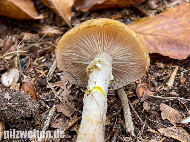 Laubholzhallimasch, Armillaria gallica