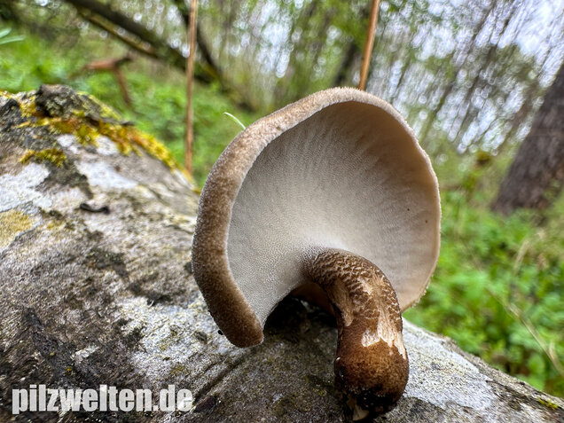 Maiporling, Bewimperter Stielporling, Lentinus substrictus
