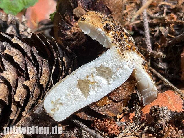 Mandeltäubling, Russula grata