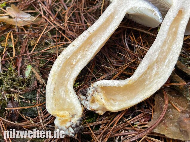 Nordischer Milchling, Lactarius trivialis