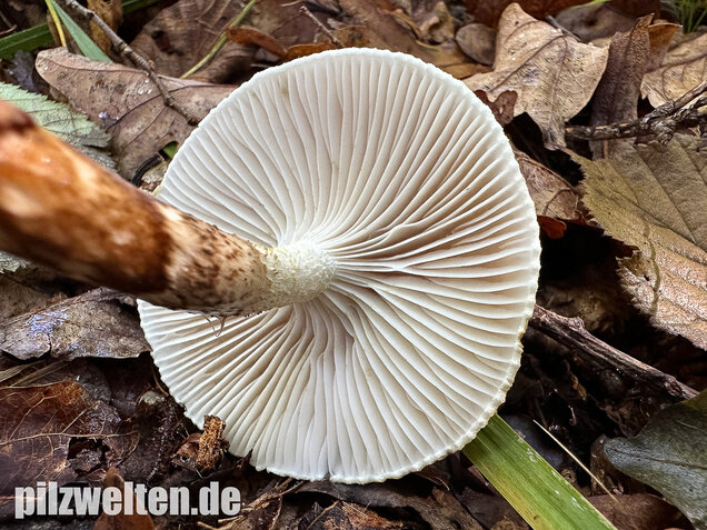 Zweifarbiger Schneckling, Olivbraungestiefelter Schneckling, Hygrophorus persoonii