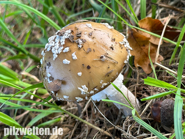 Pantherpilz, Pantherwulstling, Amanita pantherina