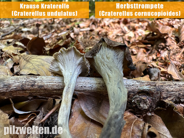 Krause Kraterelle, Krauser Leistling, Craterellus undulatus