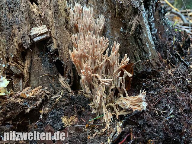 Rotbraune Koralle, Ramaria rubella