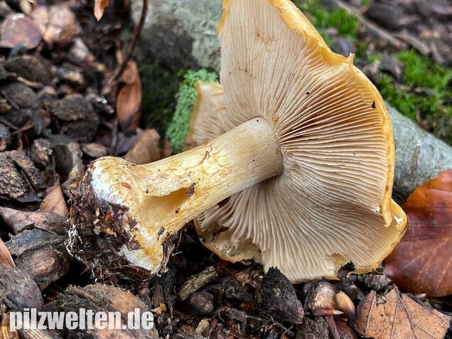 Sägeblättriger Klumpfuß, Cortinarius multiformis