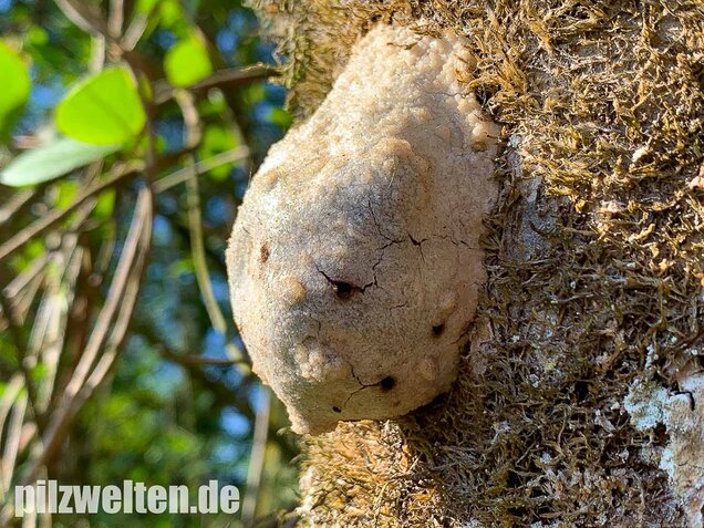 Stäublings-Schleimpilz, Enteridium lycoperdon