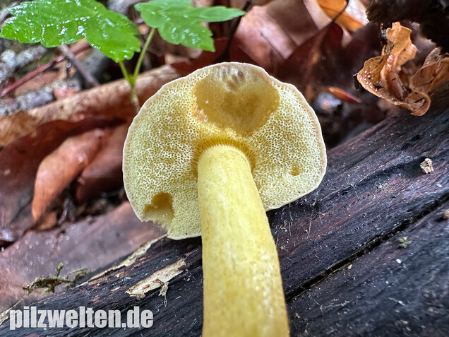 Starkblauender Rotfußröhrling, Xerocomellus cisalpinus