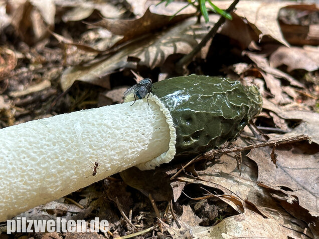 Stinkmorchel, Hexenei, Phallus impudicus