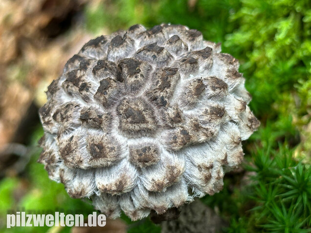 Strubbelkopfröhrling, Strobilomyces strobilaceus