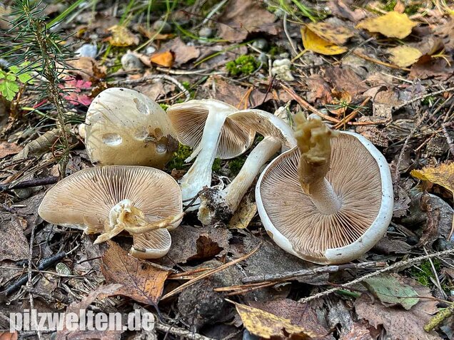 Tonblasser Fälbling, Hebeloma crustuliniforme