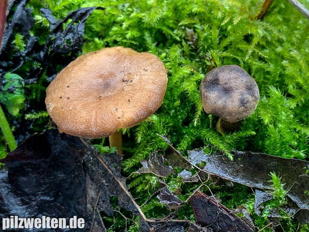 Winter-Stielporling, Lentinus brumalis