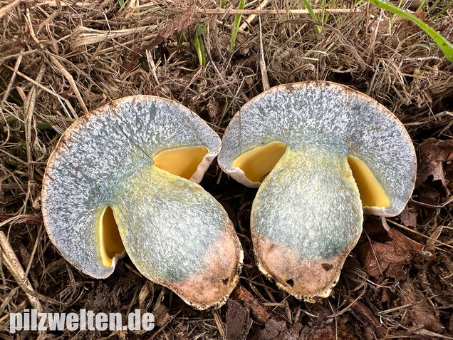 Wurzelnder Bitterröhrling, Caloboletus radicans