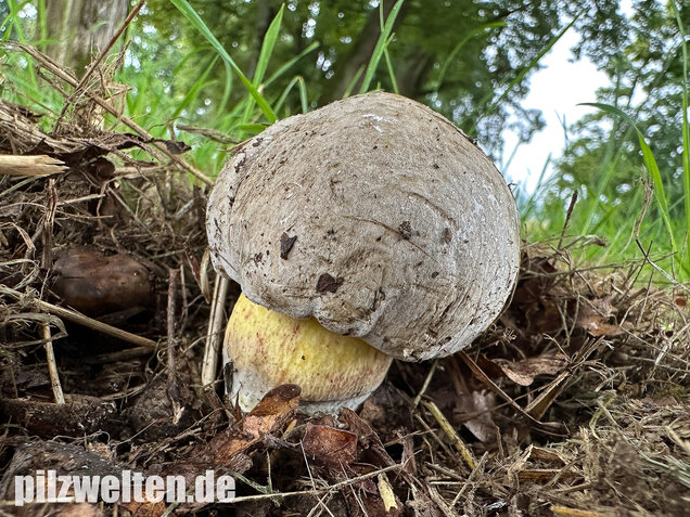 Wurzelnder Bitterröhrling, Caloboletus radicans
