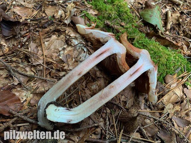 Ziegelroter Risspilz, Inosperma erubescens