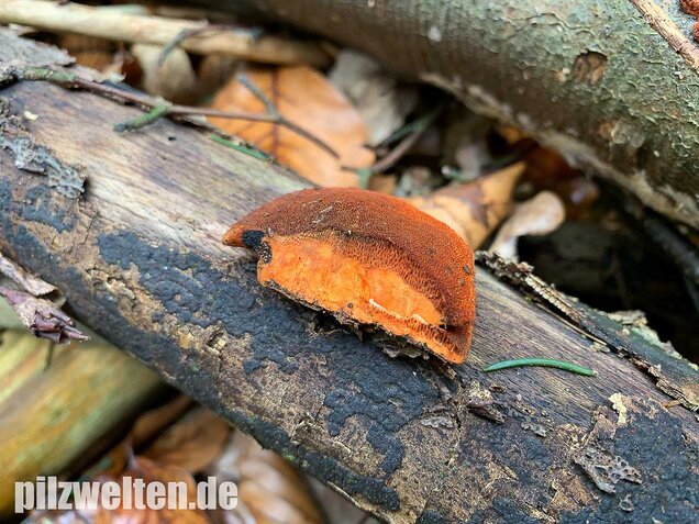 Zinnoberrote Tramete, Pycnoporus cinnabarinus