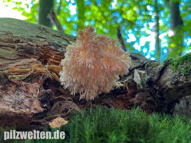 Ästiger Stachelbart, Hericium coralloides