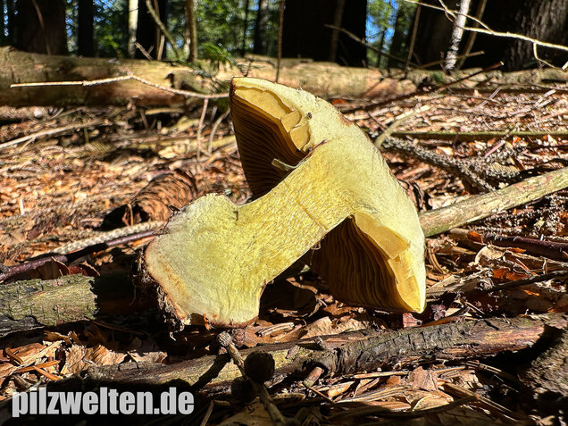 Anisklumpfuß, Cortinarius odorifer