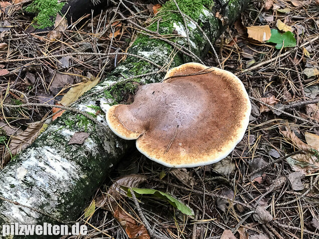 Birkenporling, Fomitopsis betulina