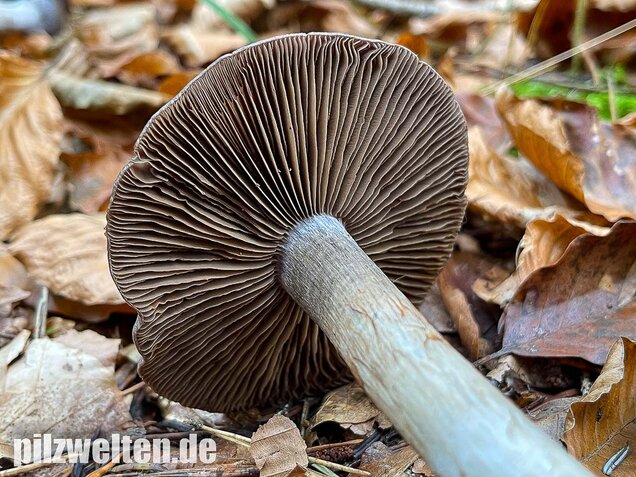 Bitterer Schleimkopf, Cortinarius infractus