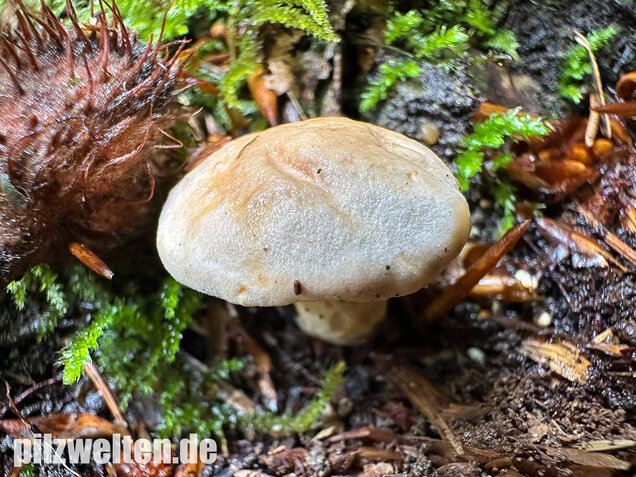Blasser Pfifferling, Laubwaldpfifferling, Cantharellus pallens