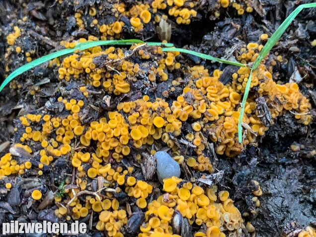 Blassgelber Mistborstling, Cheilymenia theleboloides
