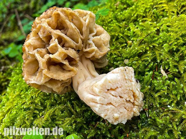 Dickfüßige Speisemorchel, Morchella crassipes