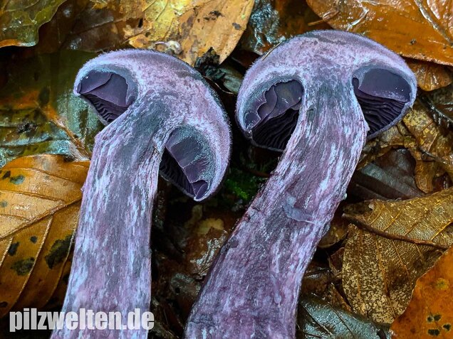 Dunkelvioletter Schleierling, Cortinarius violaceus