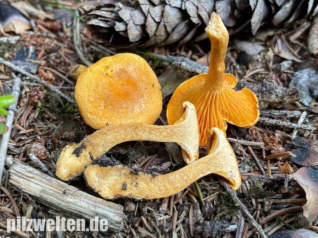 Falscher Pfifferling, Afterleistling, Hygrophoropsis aurantiaca
