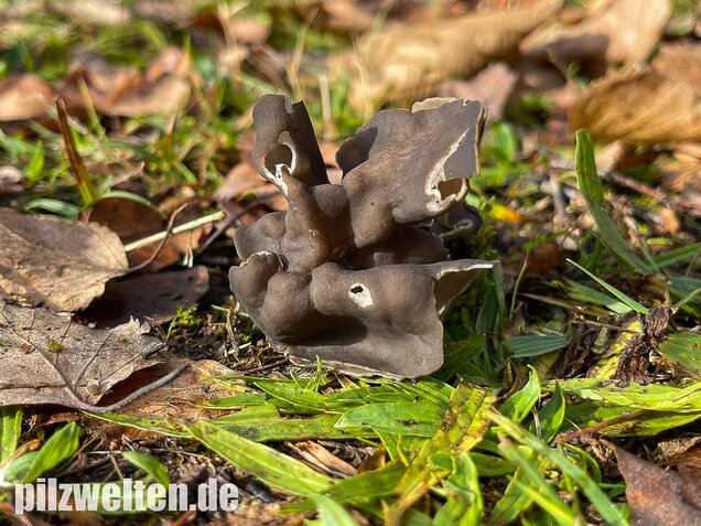 Gefurchte Lorchel, Helvella sulcata