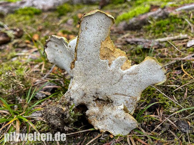 Gelbgrüner Kammporling, Laeticutis cristata