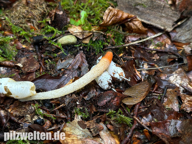 Gemeine Hundsrute, Mutinus caninus