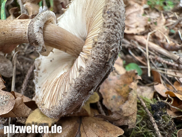 Gerandetknolliger Safranschirmling, Chlorophyllum brunneum