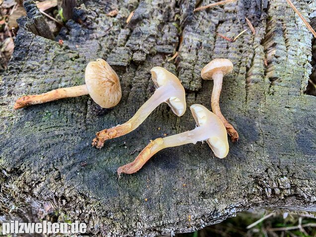 Gummischüppling, Pholiota gummosa
